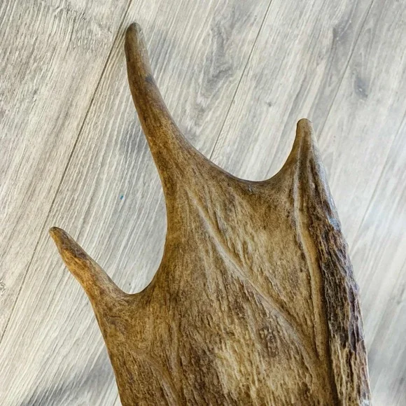 Naturally Shed Wild Moose Antler (Horn, Knife, Carving, Chew, Taxidermy) Full - Picture 6 of 16